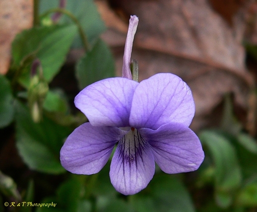 {Viola rostrata}
